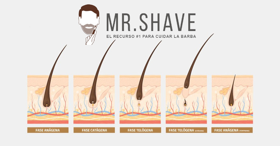 Etapas del crecimiento de la barba